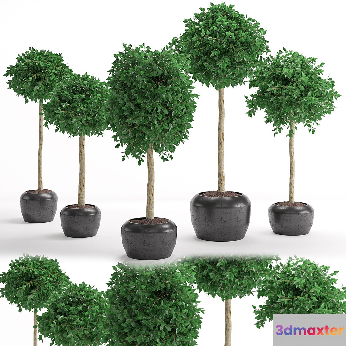 Houseplant 26
