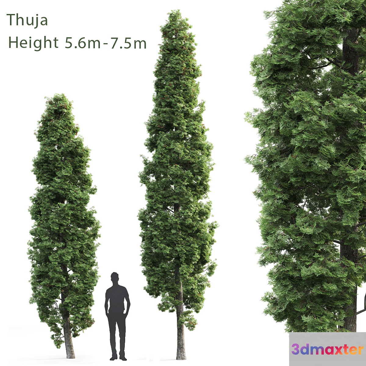 Thuja - No.6