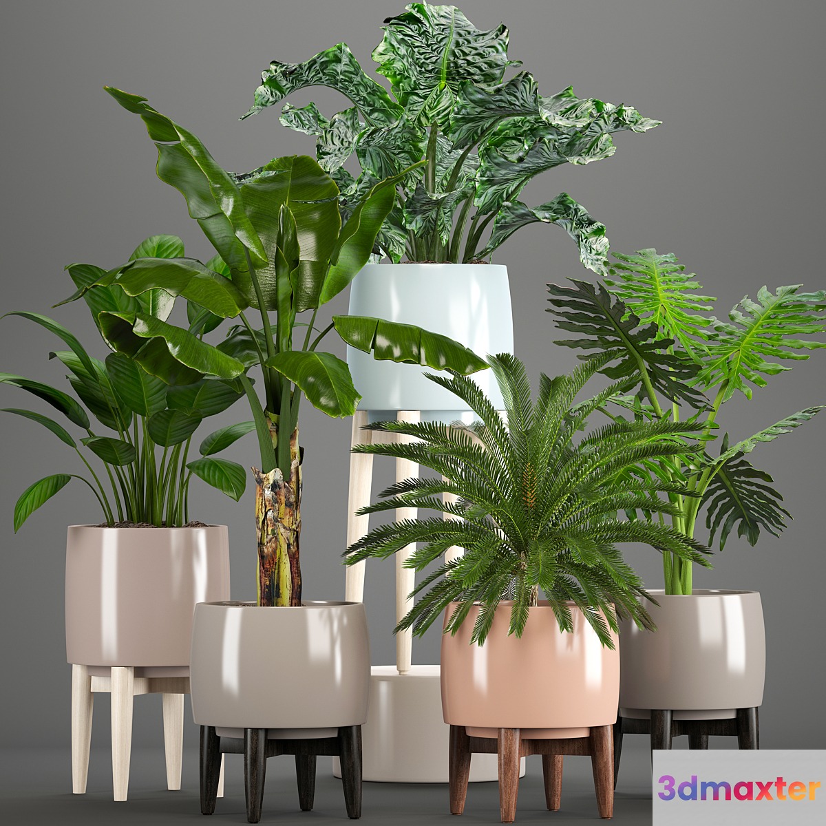 Collection of plants. Alocasia Banana cycas cycad Philodendron pot indoor plants