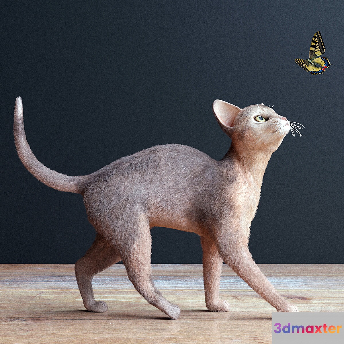 Abyssinian cat