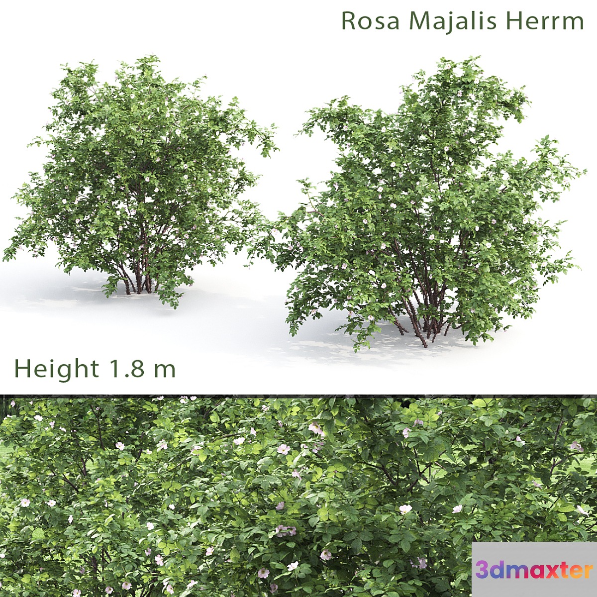 Rosehip bush # 1 (Rosa Majalis Herrm) 3D Max