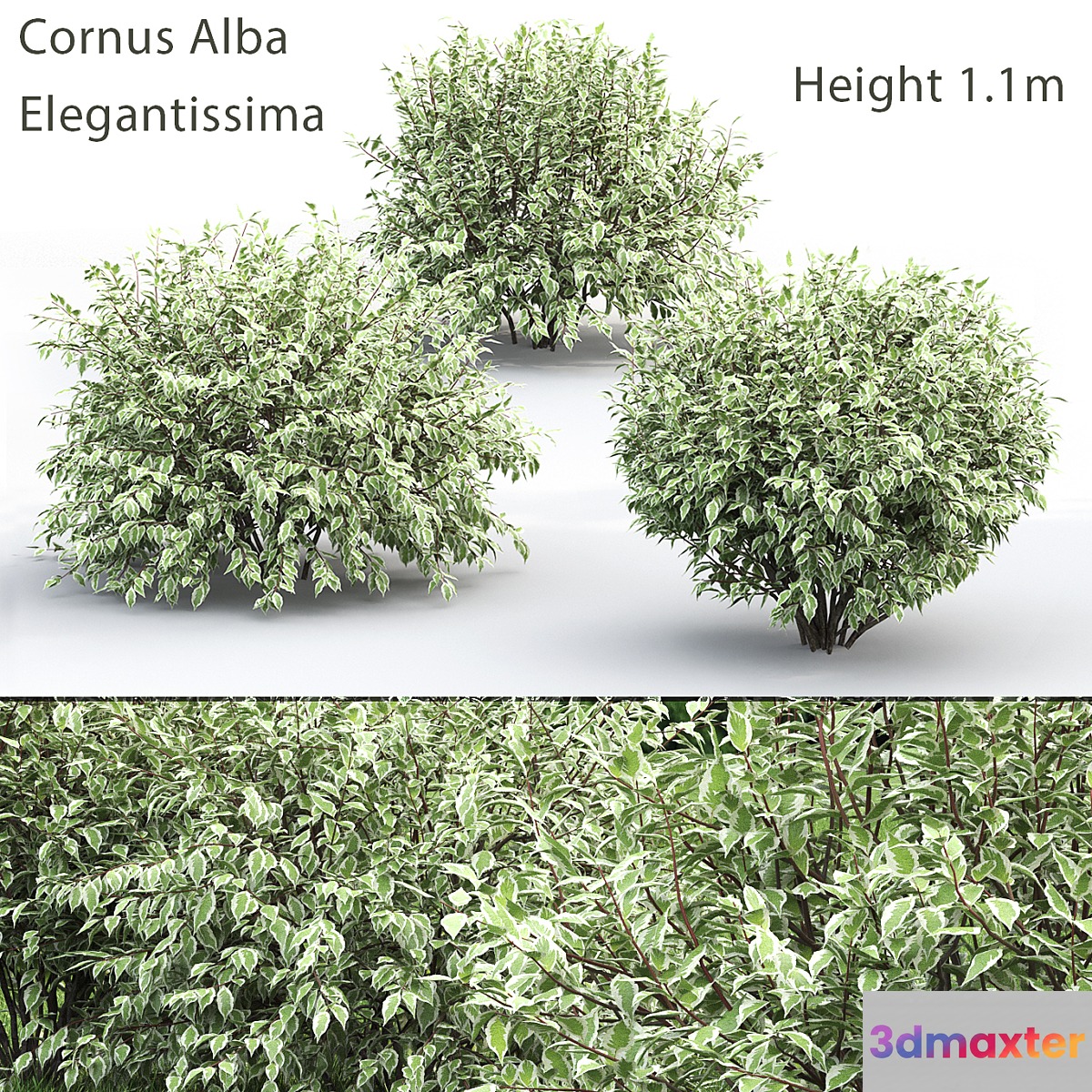 Derain White Elegantissima # 1 3D Max