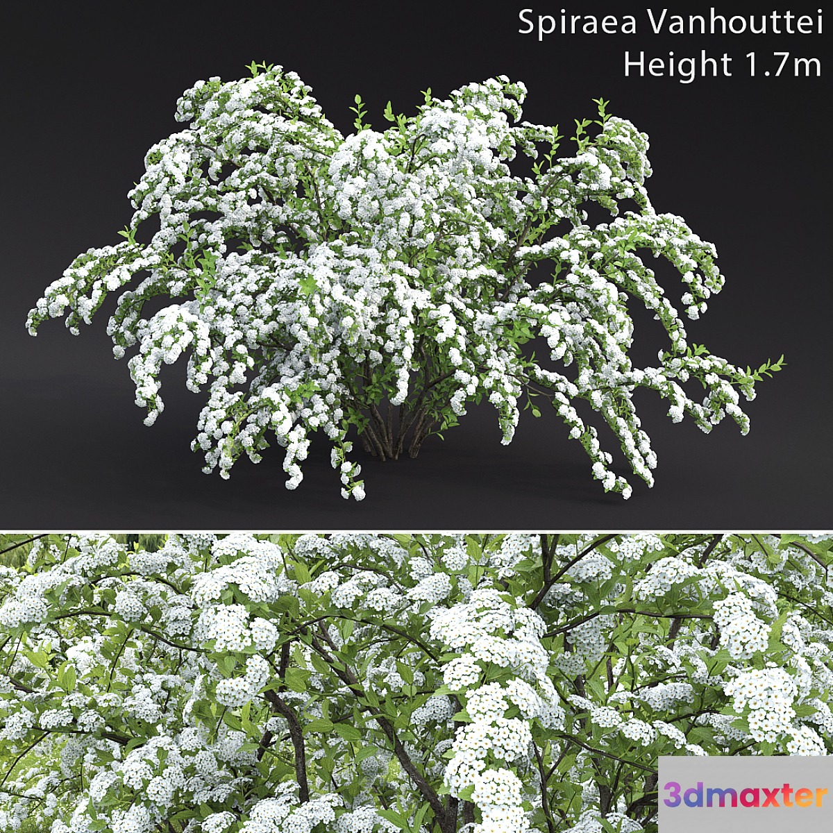 Spiraea Vanhouttei