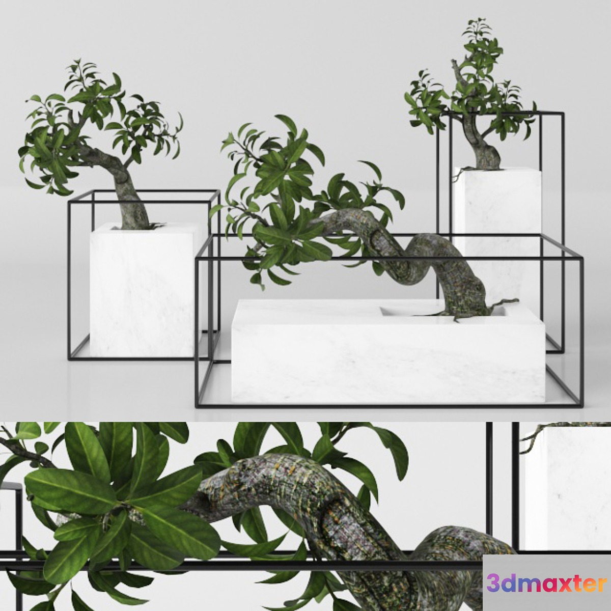 Plants tree 33 bonsai