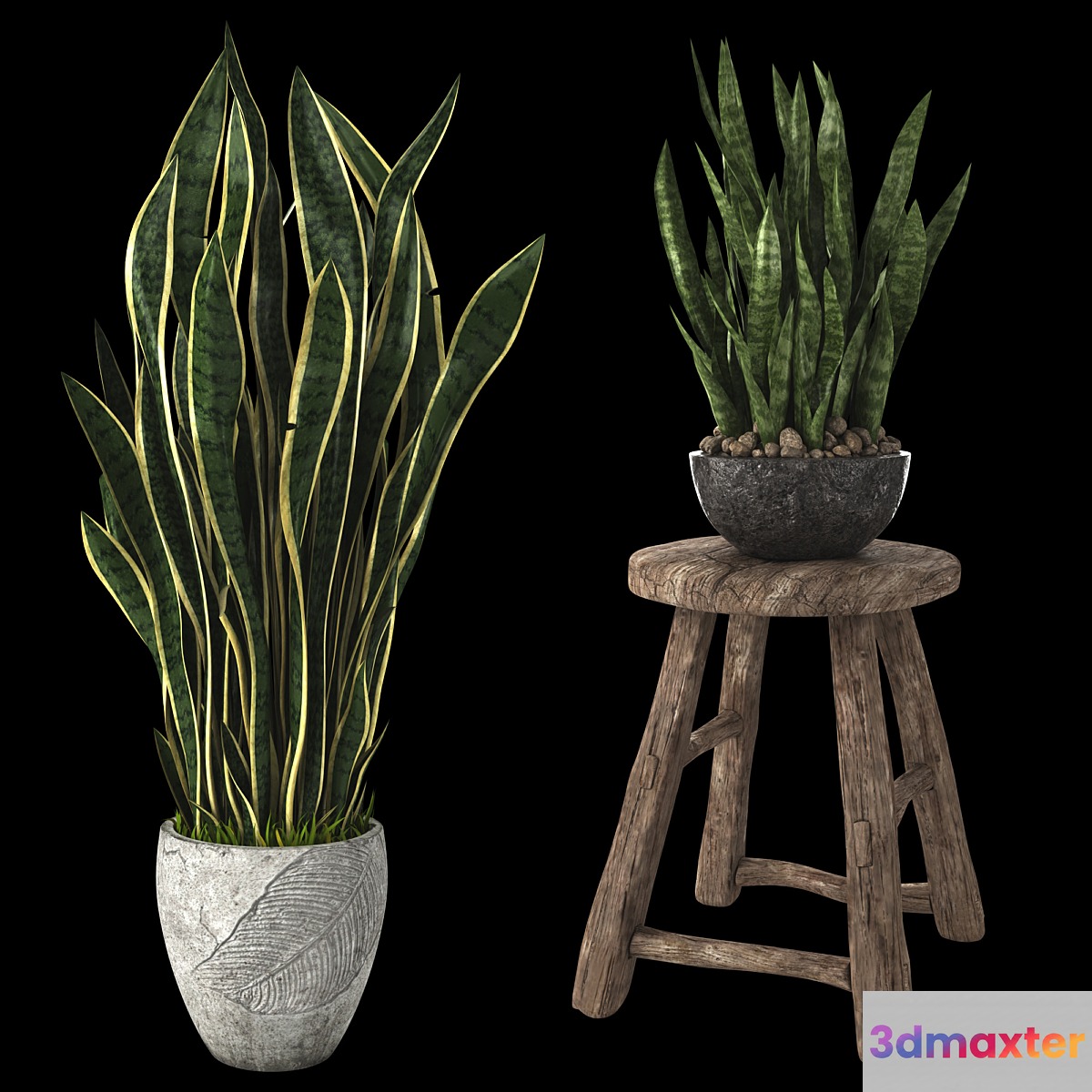 Home plant sansevieria 3D Max