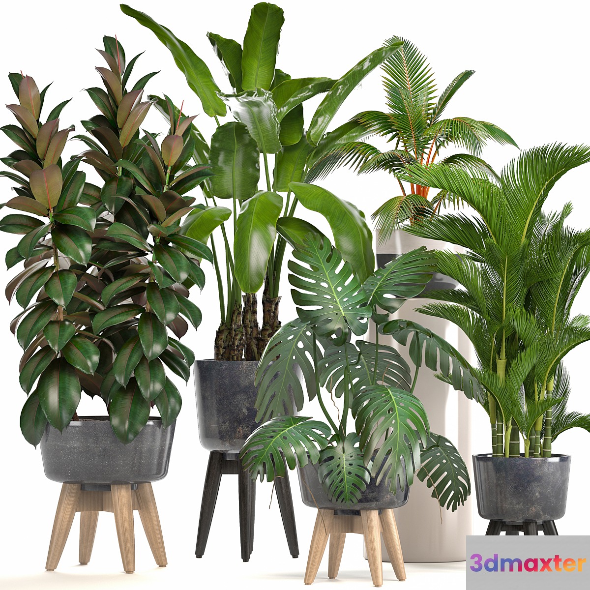 Collection of plants. Ficus bushes Banana strelitzia monstera Rapis palm tree coconut tree exotic plants ficus abidjan strelitzia eco design - No.2