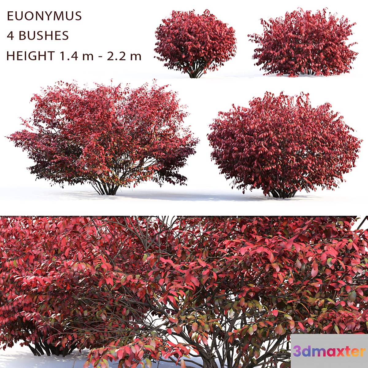 Euonymus - No.10