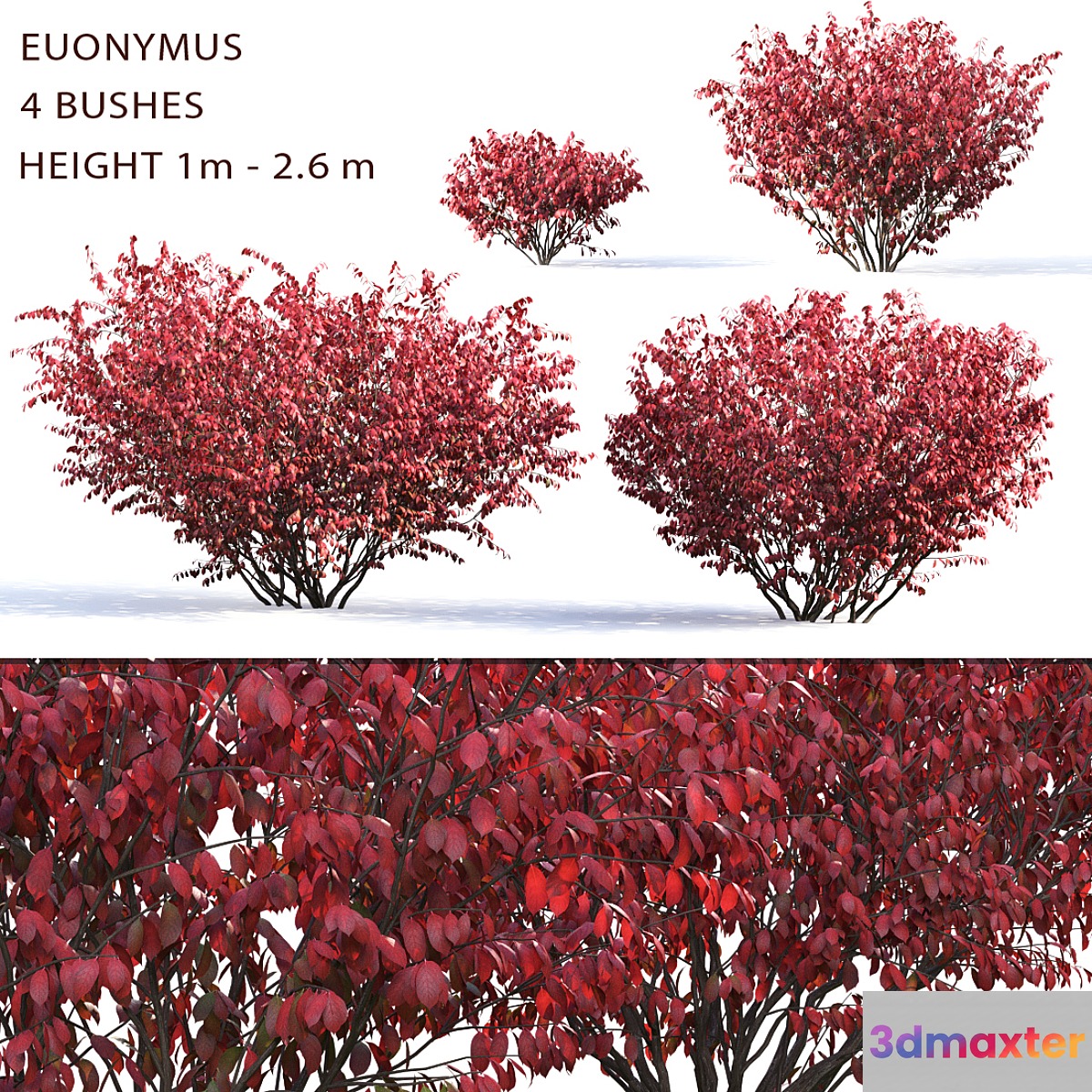 Euonymus - No.4