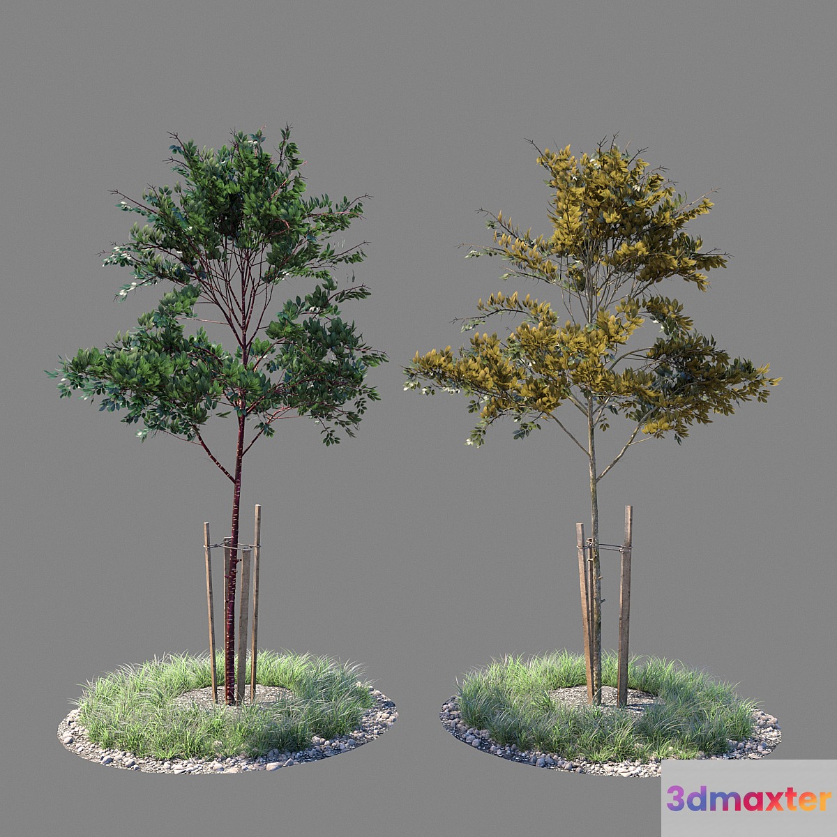 Young tree 02 3D Max