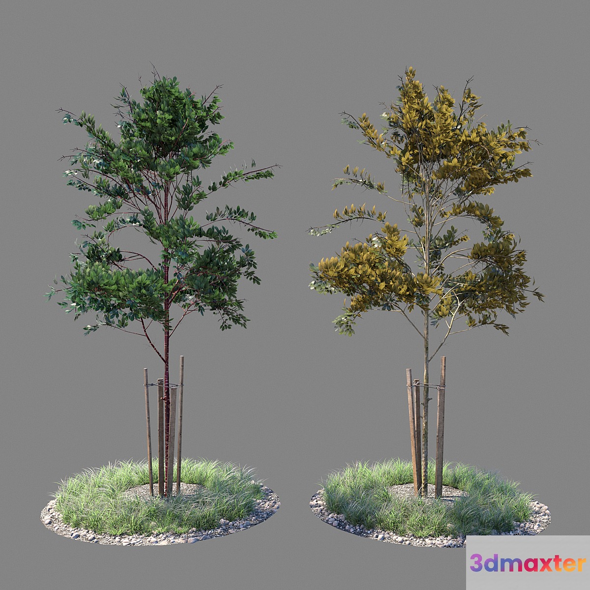 Young tree 04