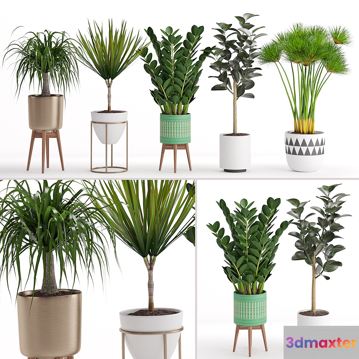 Houseplant 29