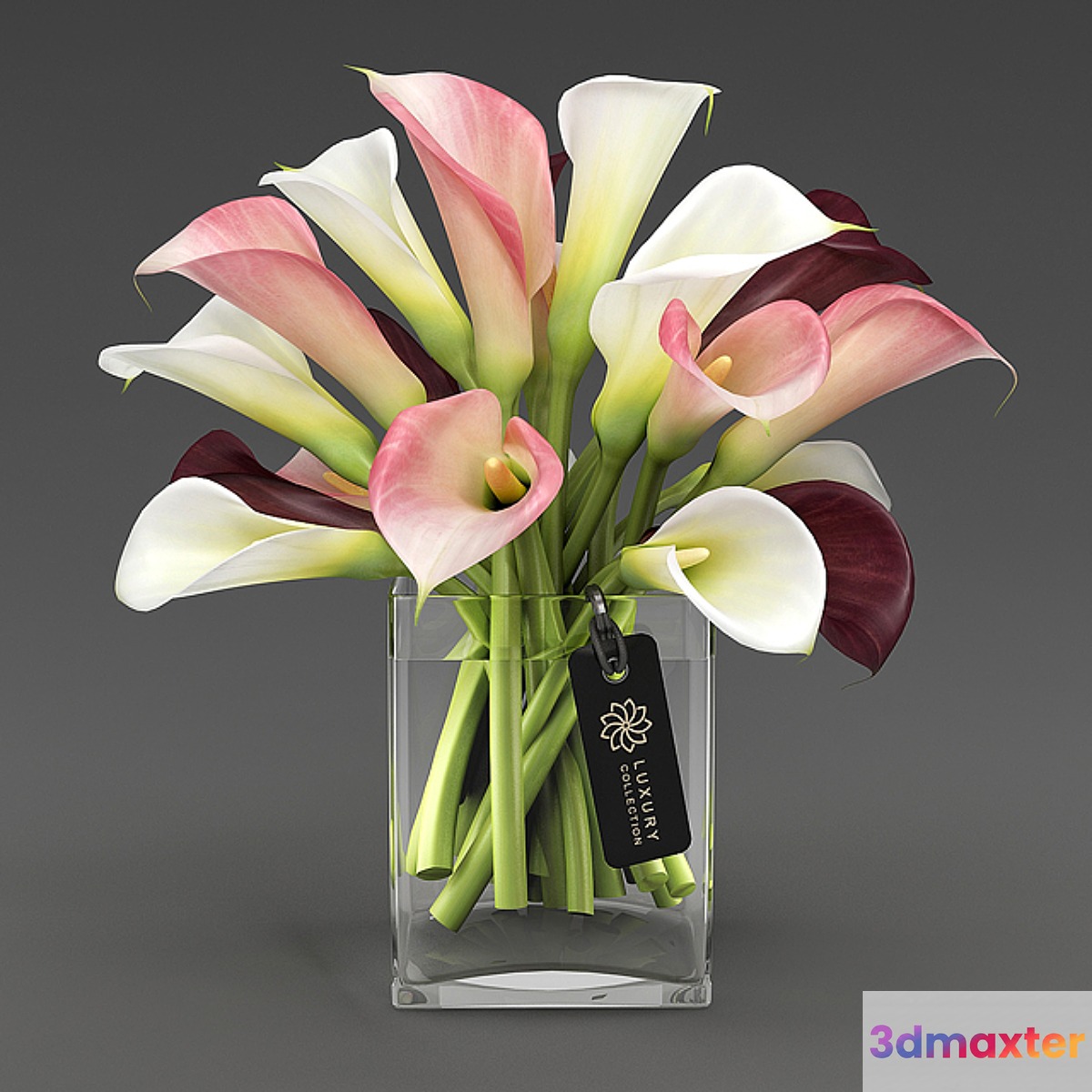 Calla_04_1 3D Max