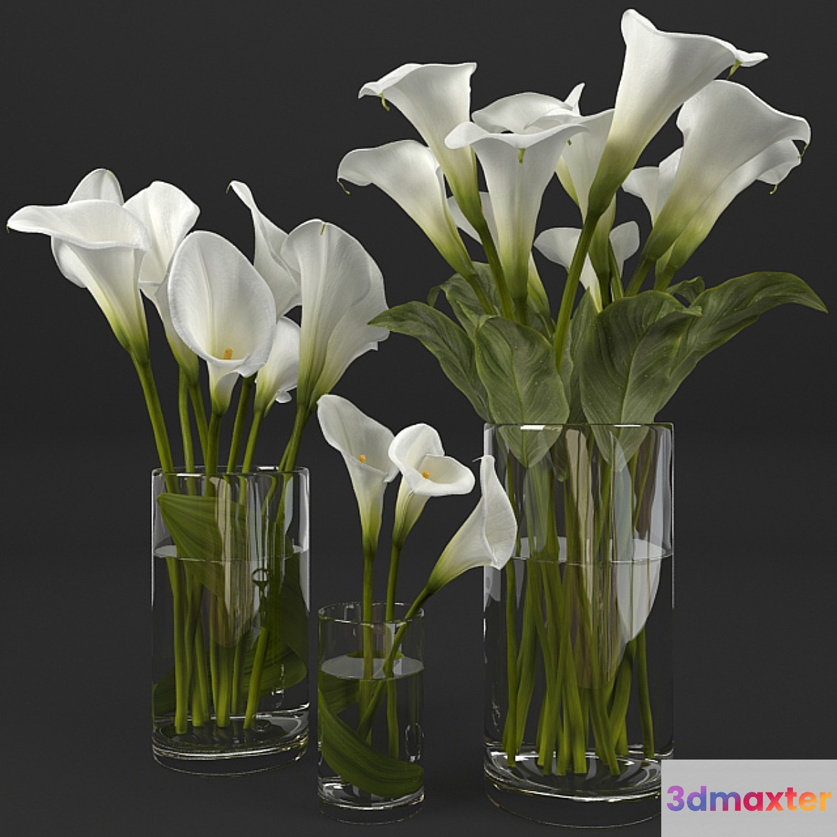 Calla lily 3D Max