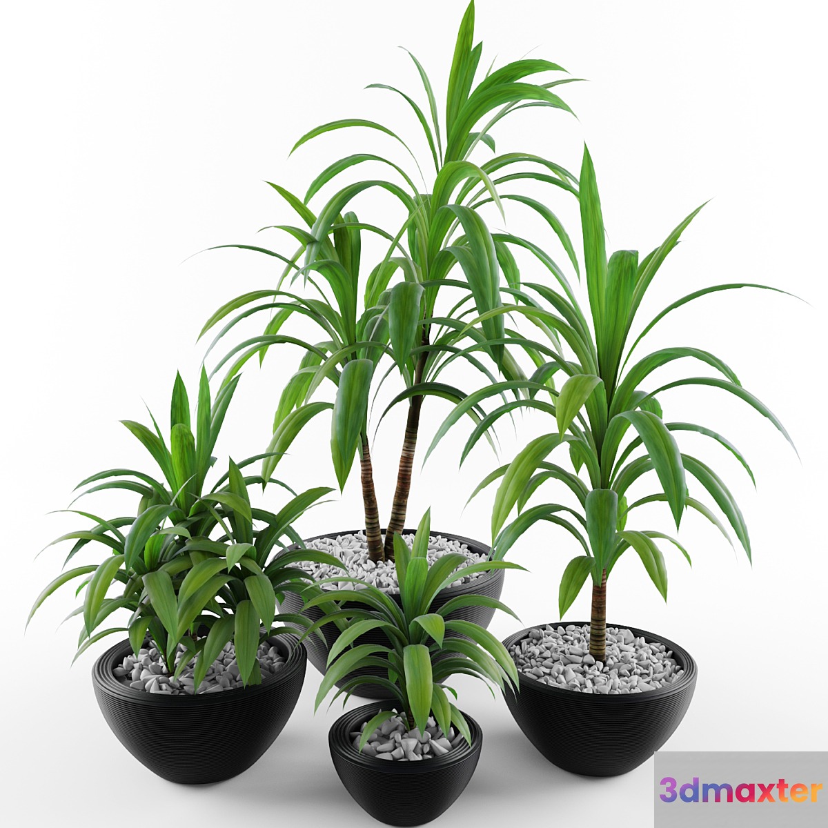 Dracaena fragrans 3D Max