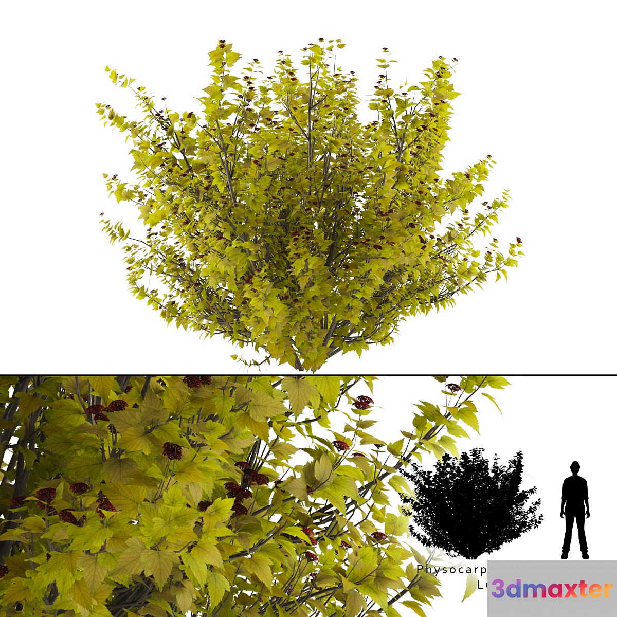 Luteus canniferous buzzard | Physocarpus opulifolius Luteus - No.2