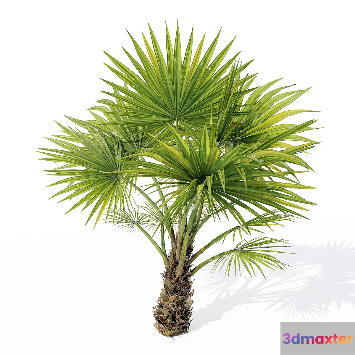 Chuniophoenix_hainanensis_02 - No.2