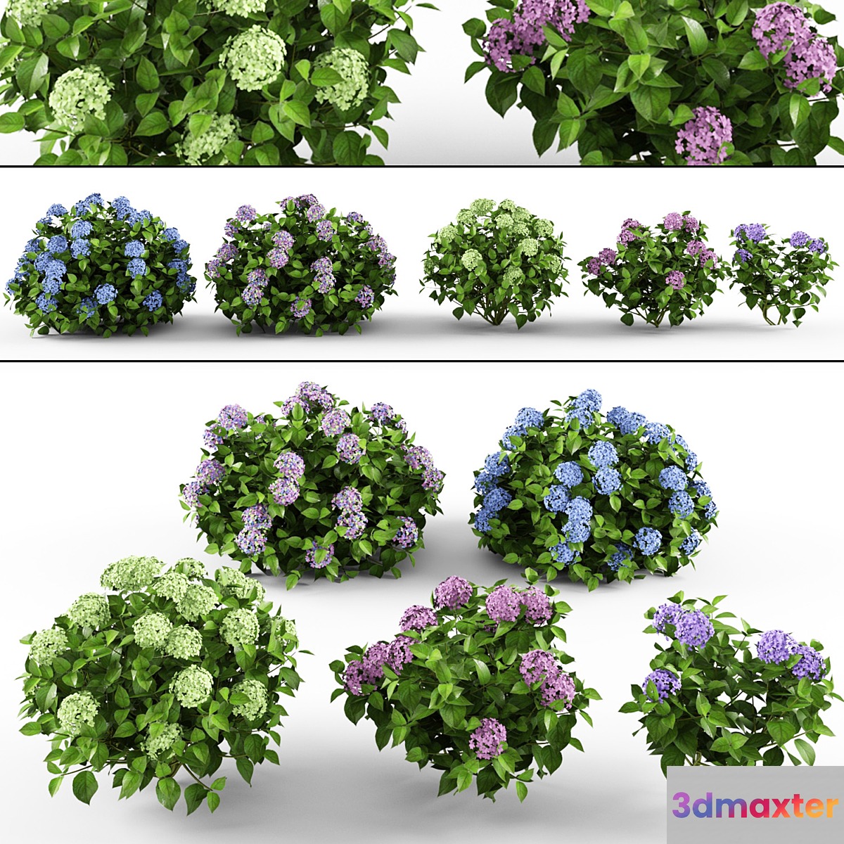 Hydrangea - No.3 3D Max