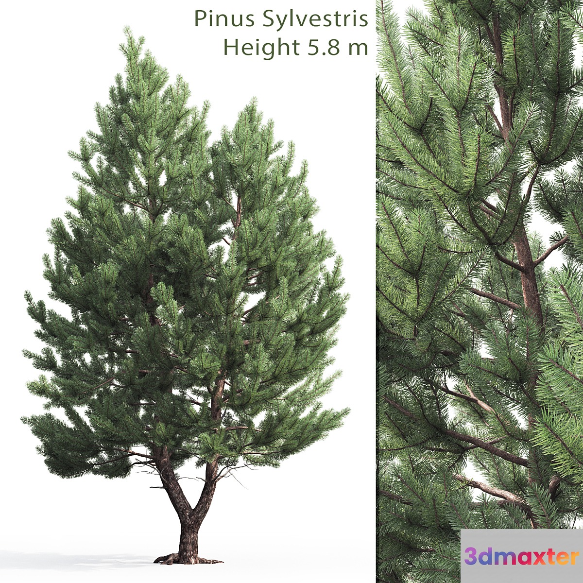 Pine - No.81