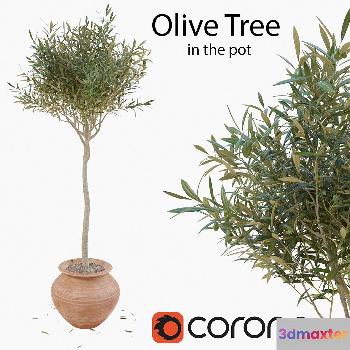 Olive tree in a pot 3D Max
