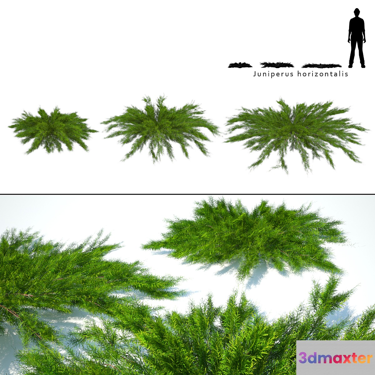 Juniper horizontal | Juniperus horizontalis 3D Max