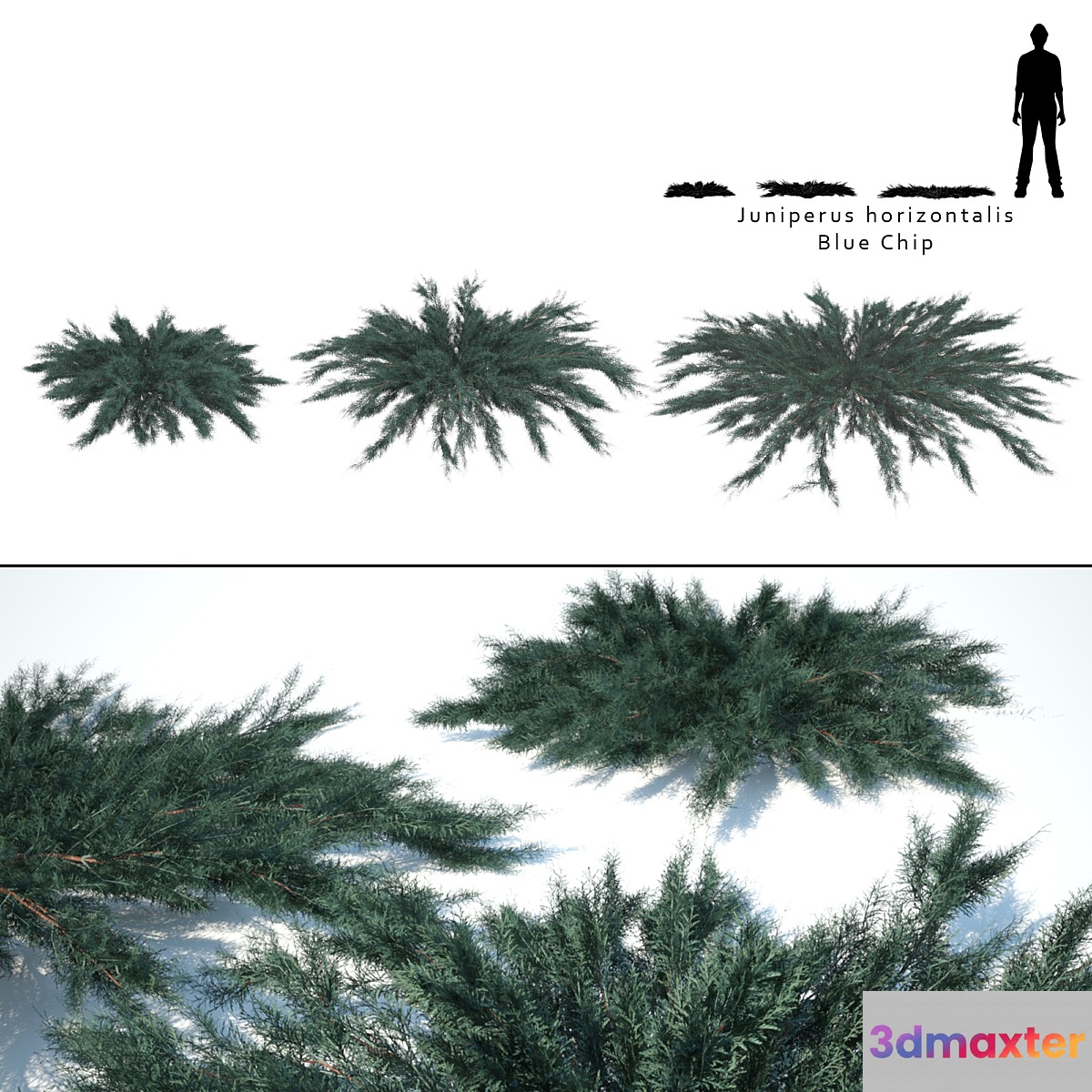 Juniper horizontal | Juniperus horizontalis Blue Chip