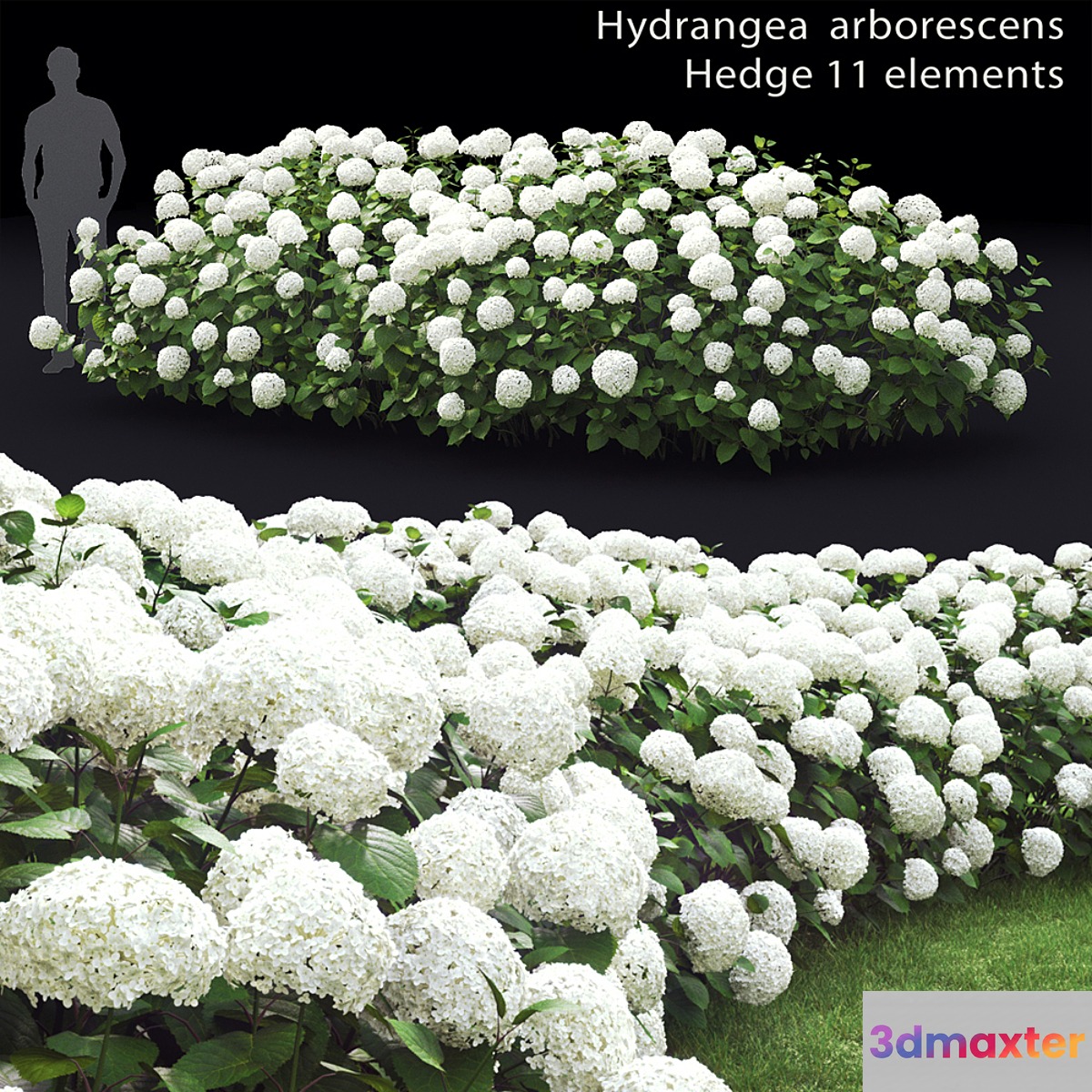 Hydrangea arborescens hedge - No.2