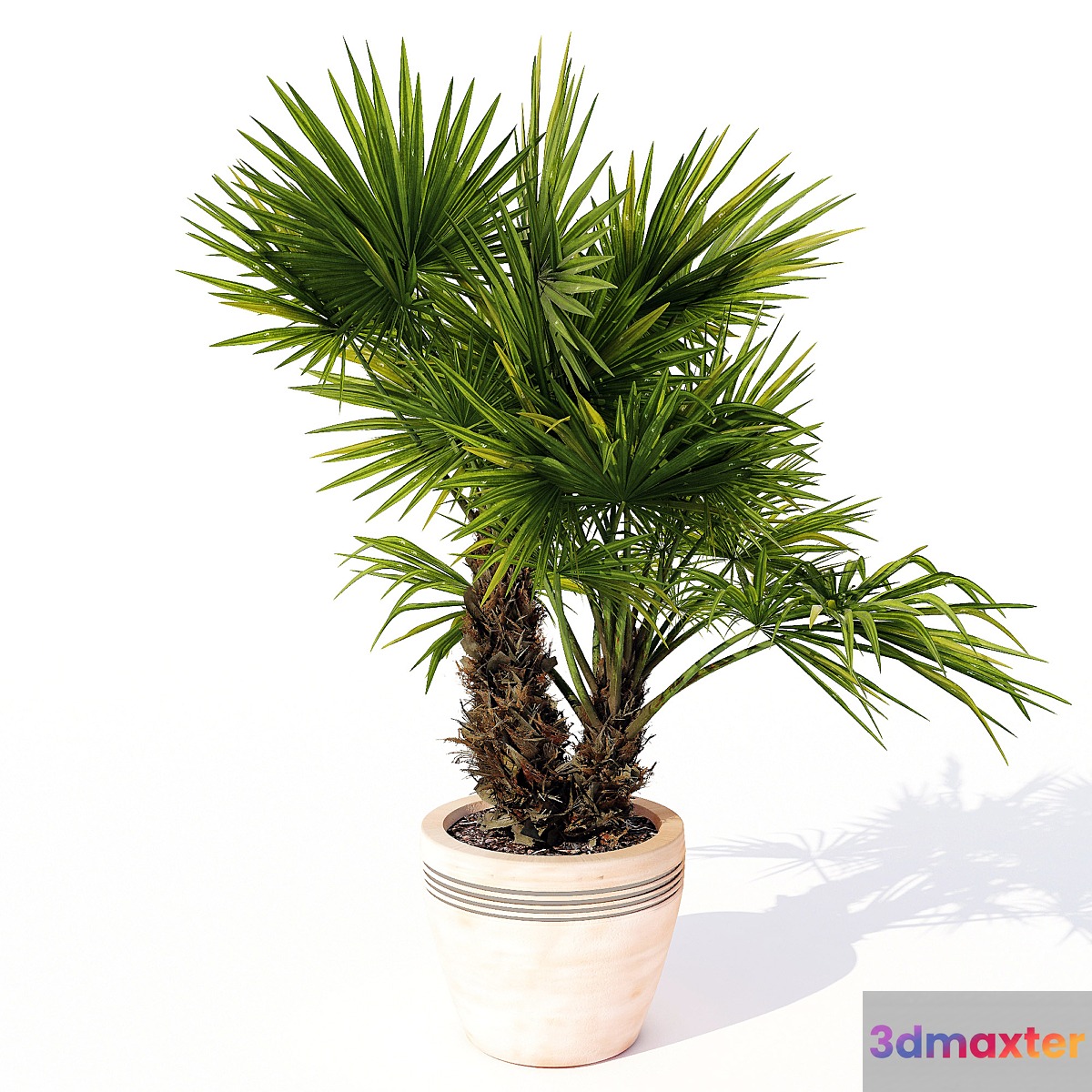 Chuniophoenix_hainanensis_03 3D Max