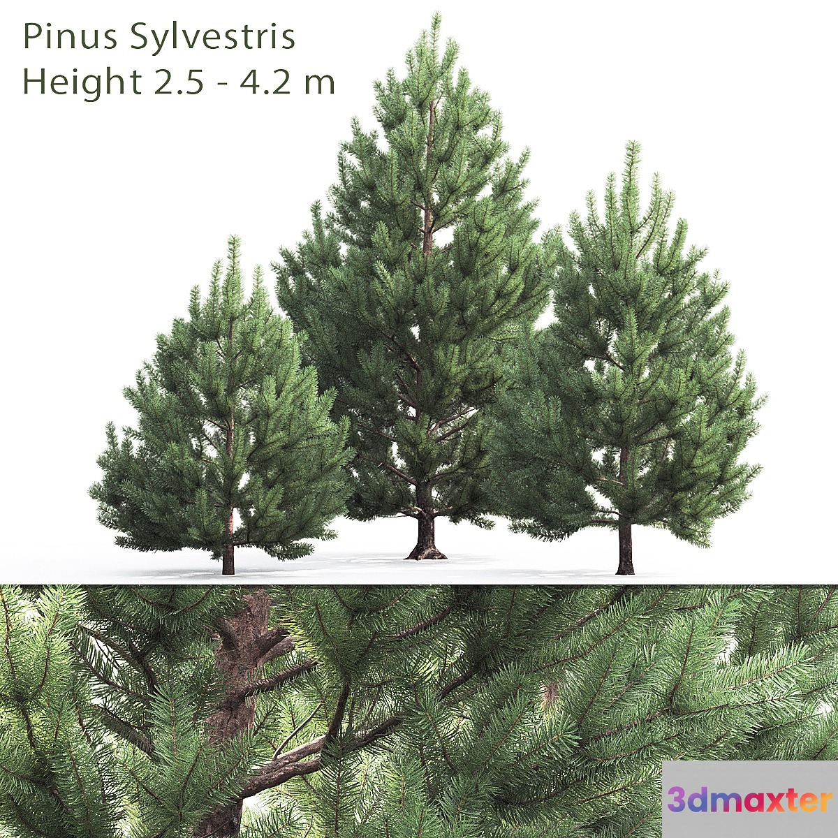Pine - No.92