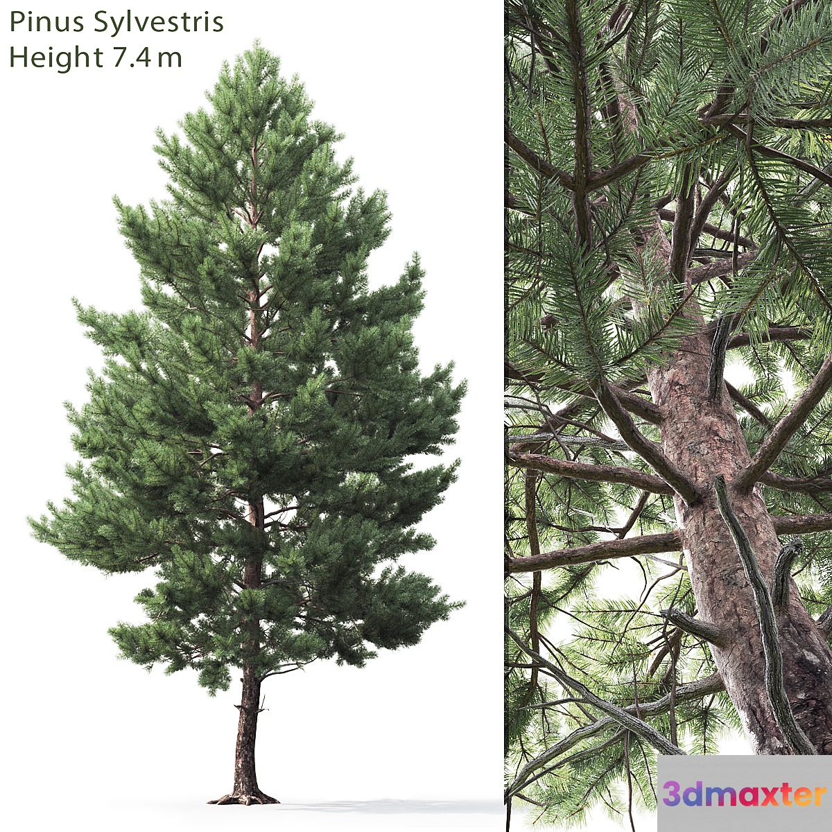 Pine - No.100