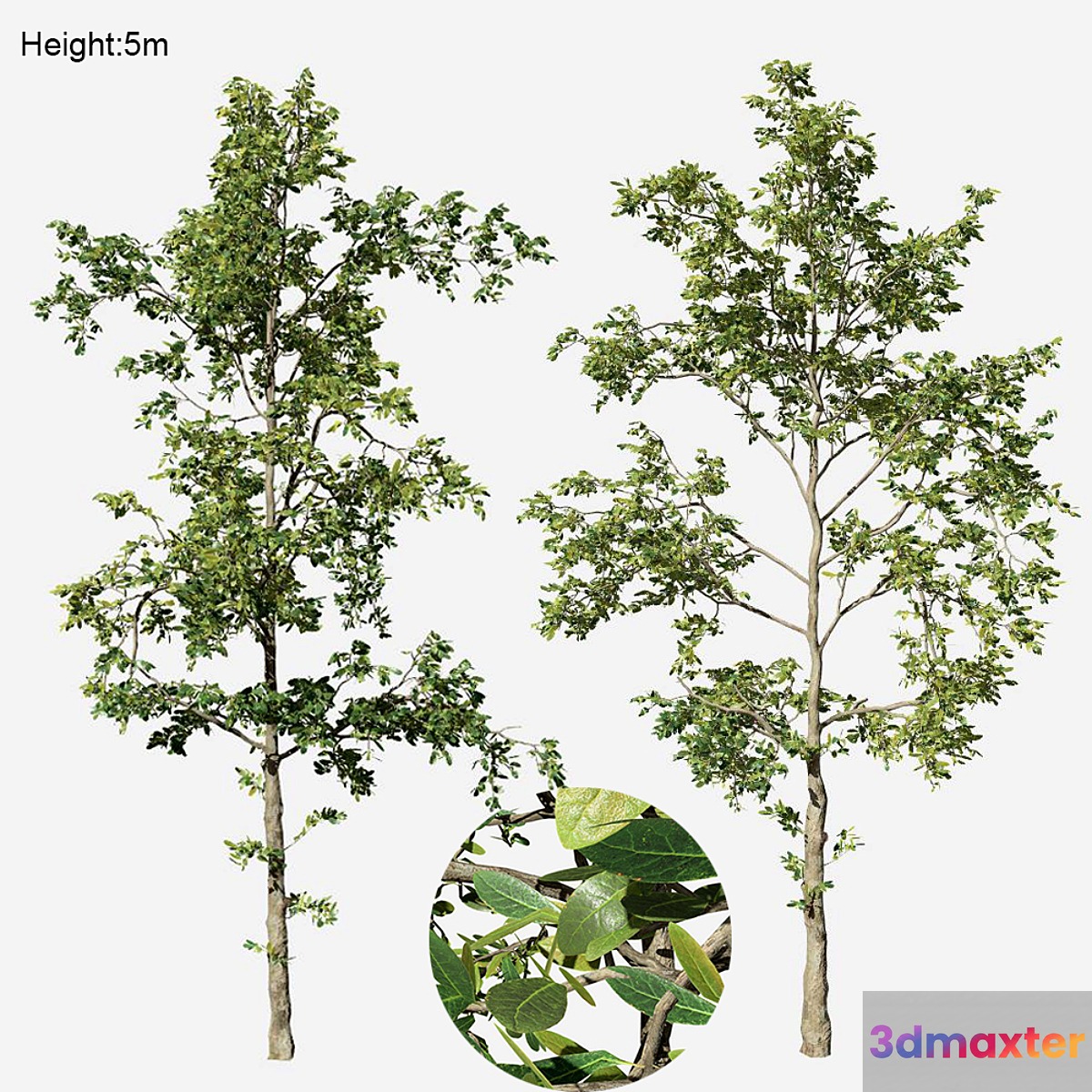 Khaya senegalensis