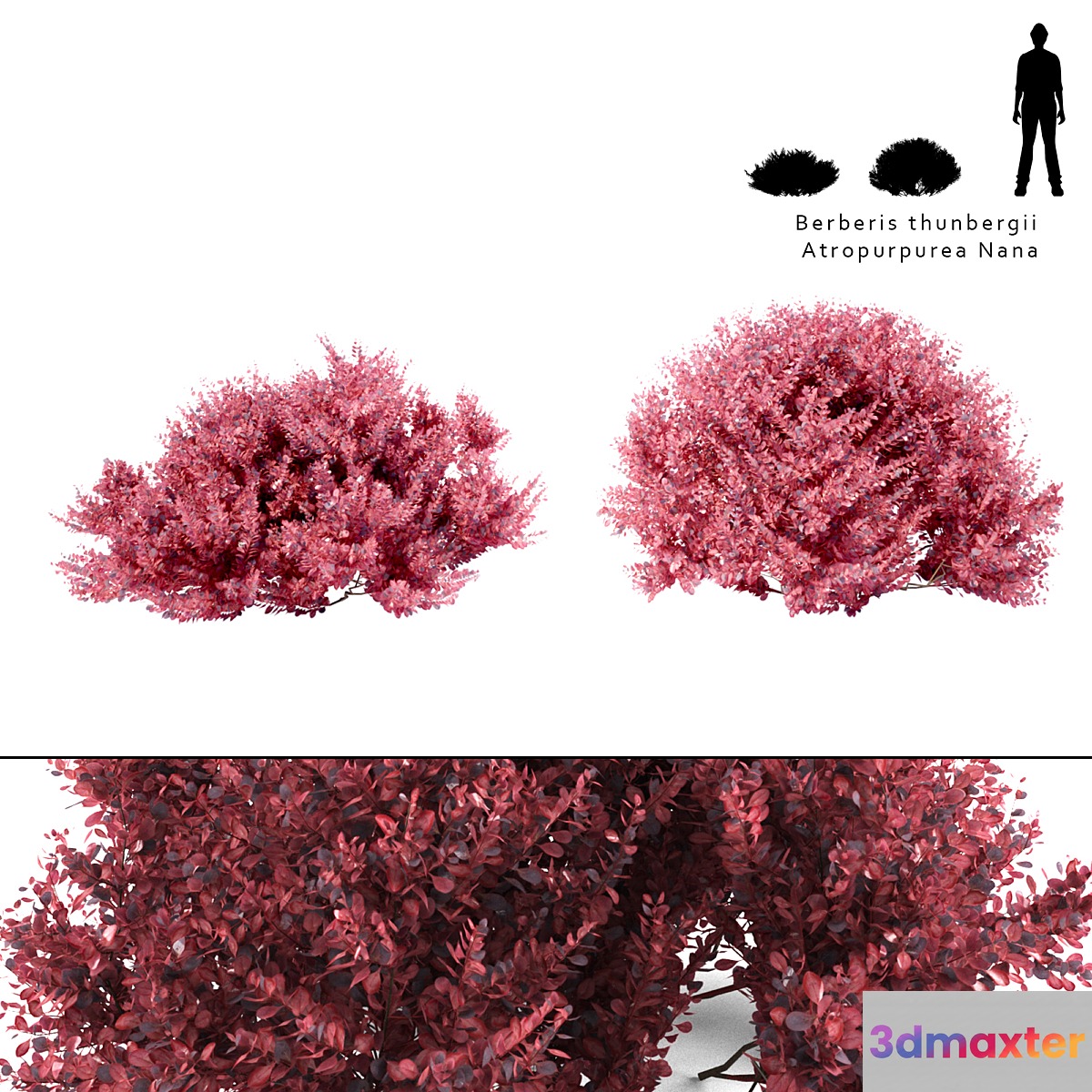 Barberry Thunberg bush | Berberis thunbergii Atropurpurea Nana