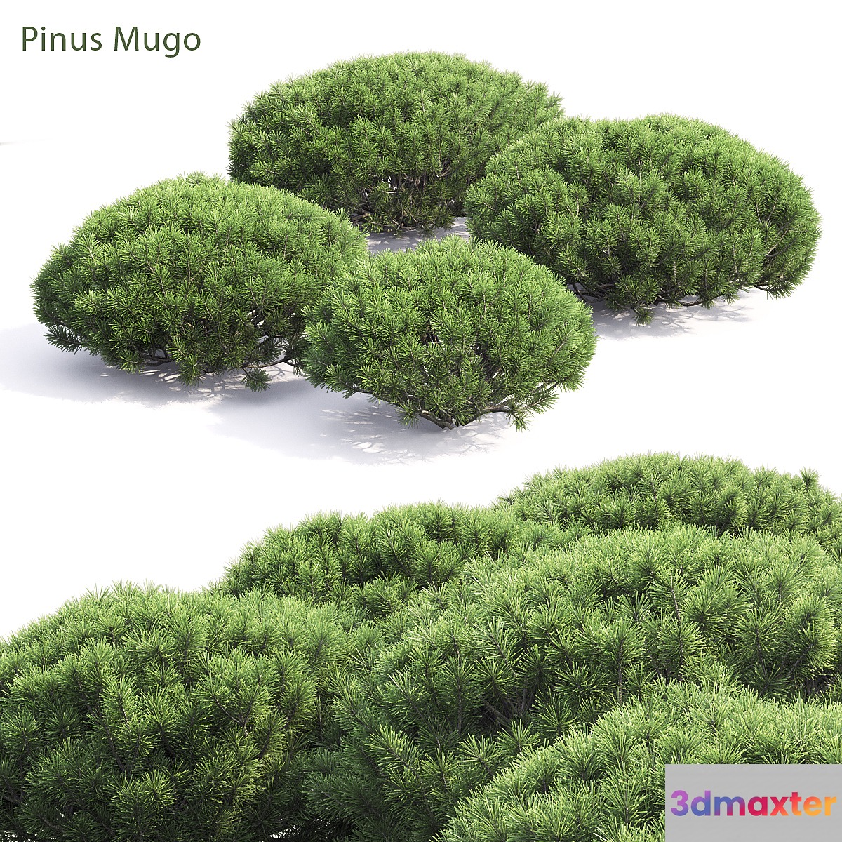 Pinus Mugo