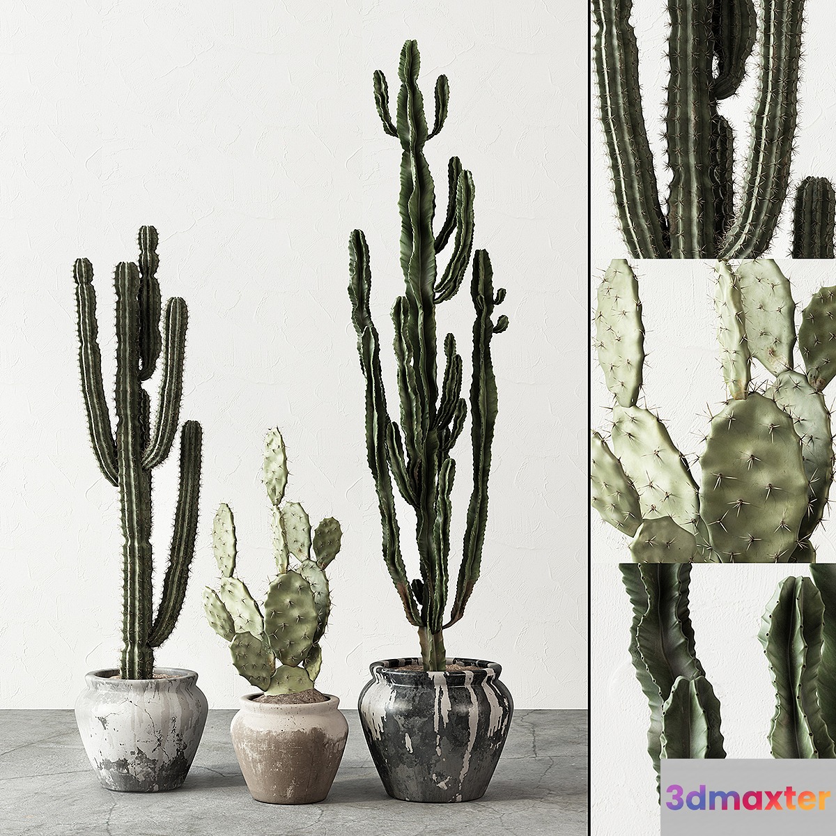 Set of Cactuses - No.3