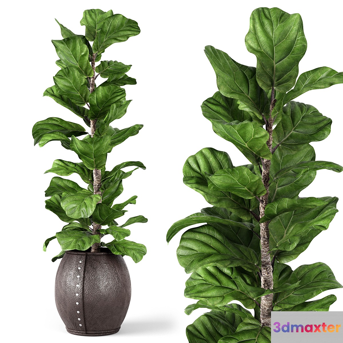 Ficus Lyrata 2 - No.6
