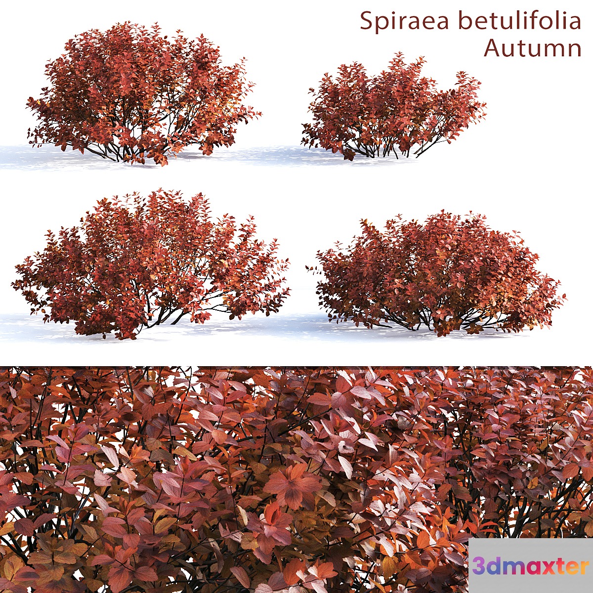 Spirea betulifolia (Autumn)