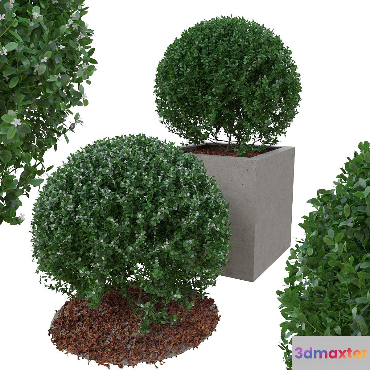 Boxwood bush in the form of a ball