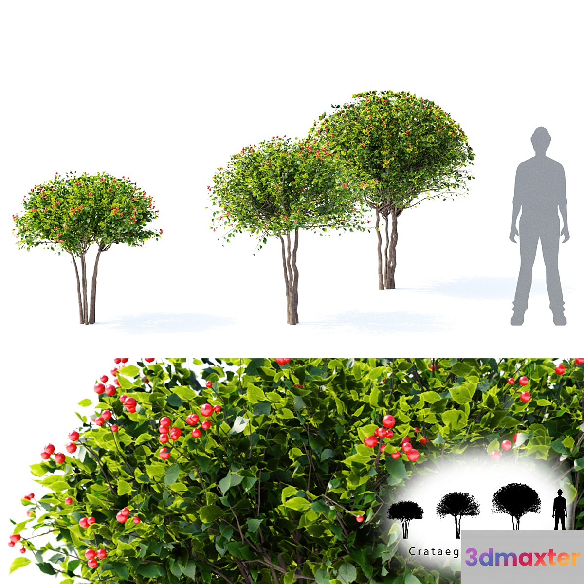 Hawthorn plowy | Crataegus x persimilis - No.2