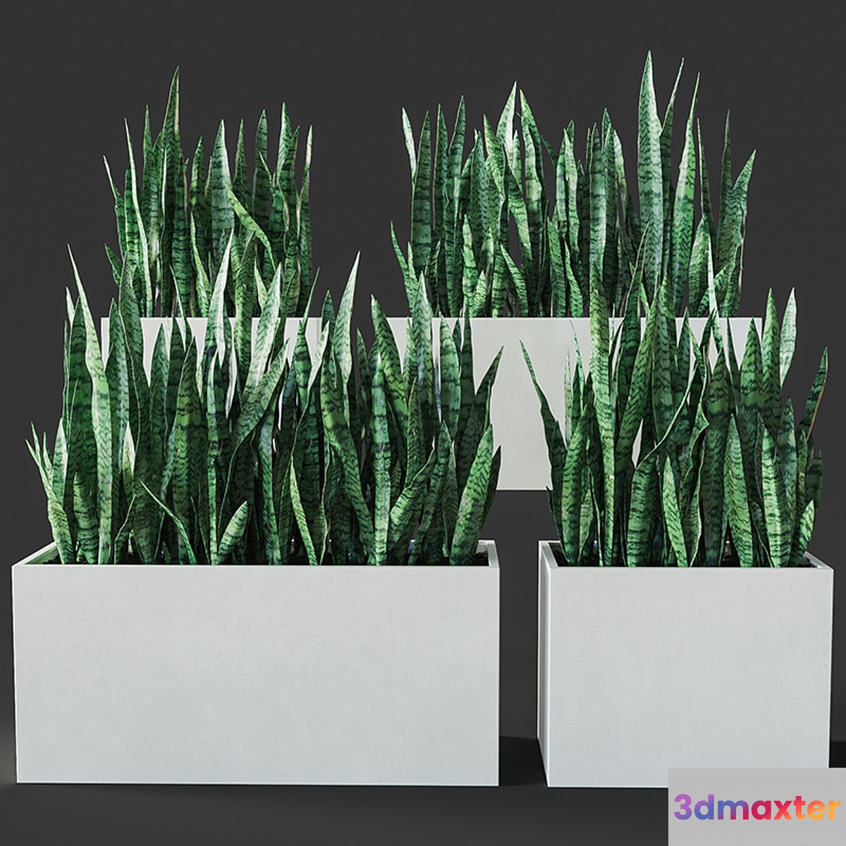 Sansevieria 3 3D Max