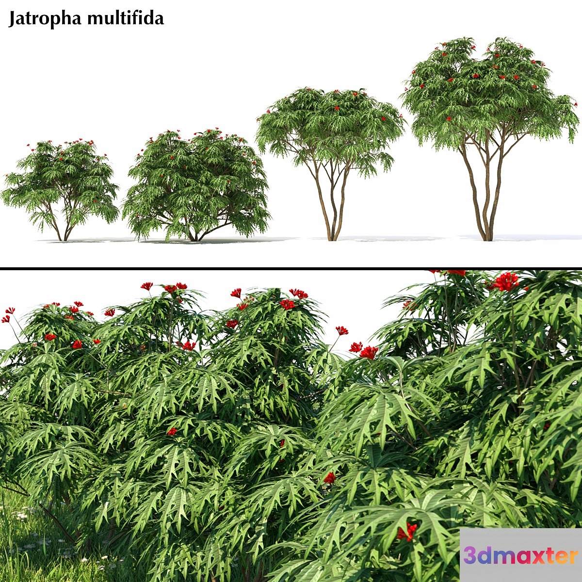 Jatropha multifida