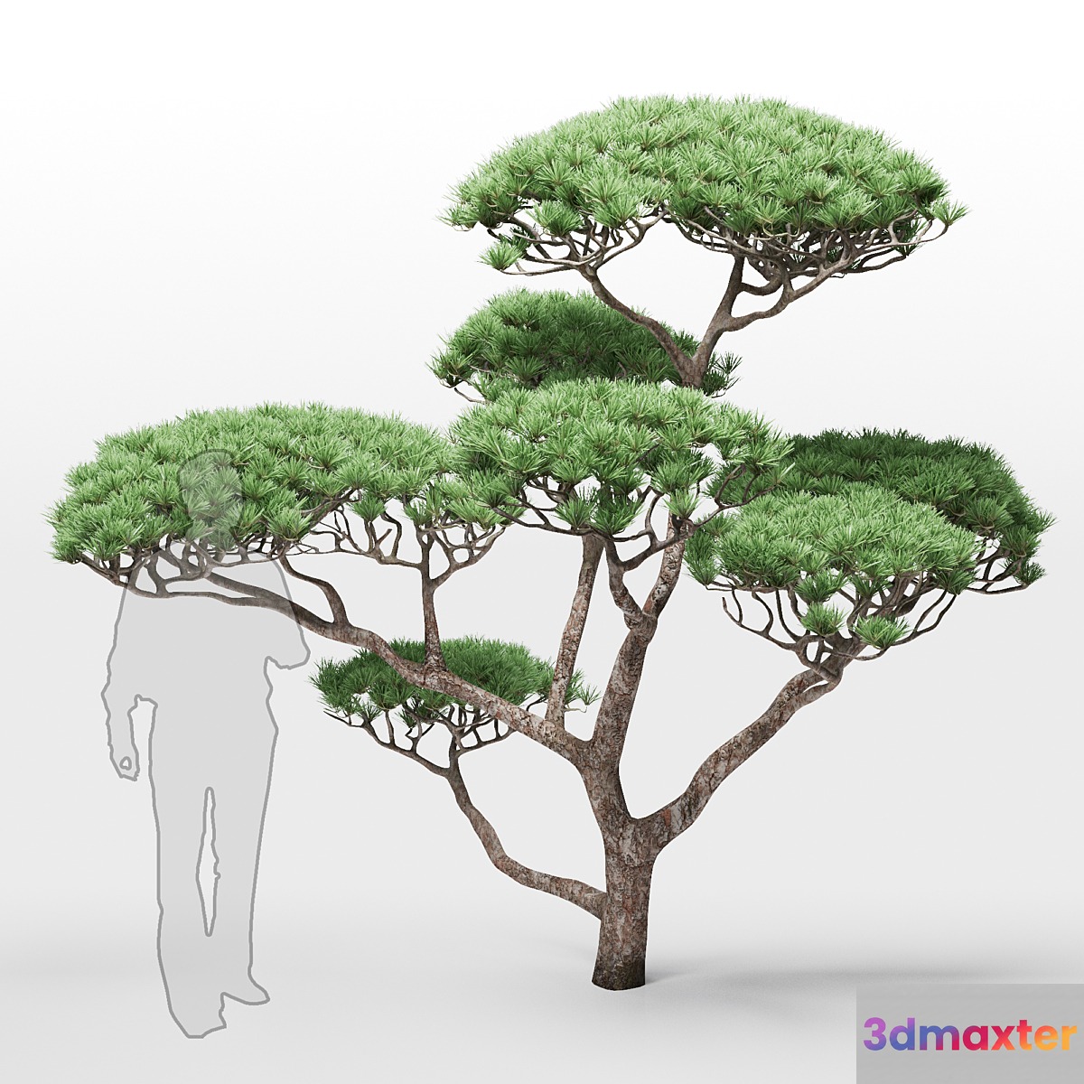 pine 2 - No.2