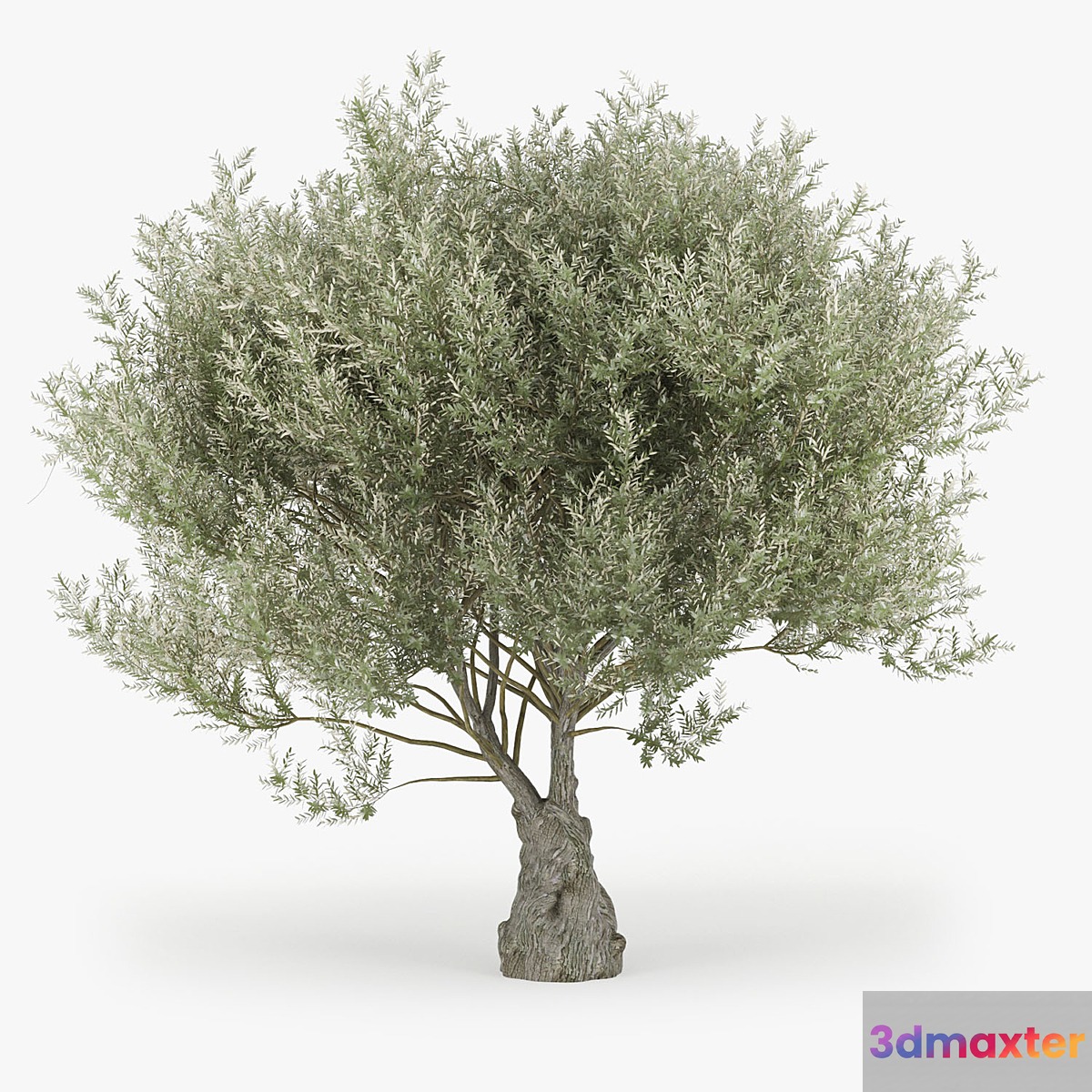 Olea europaea