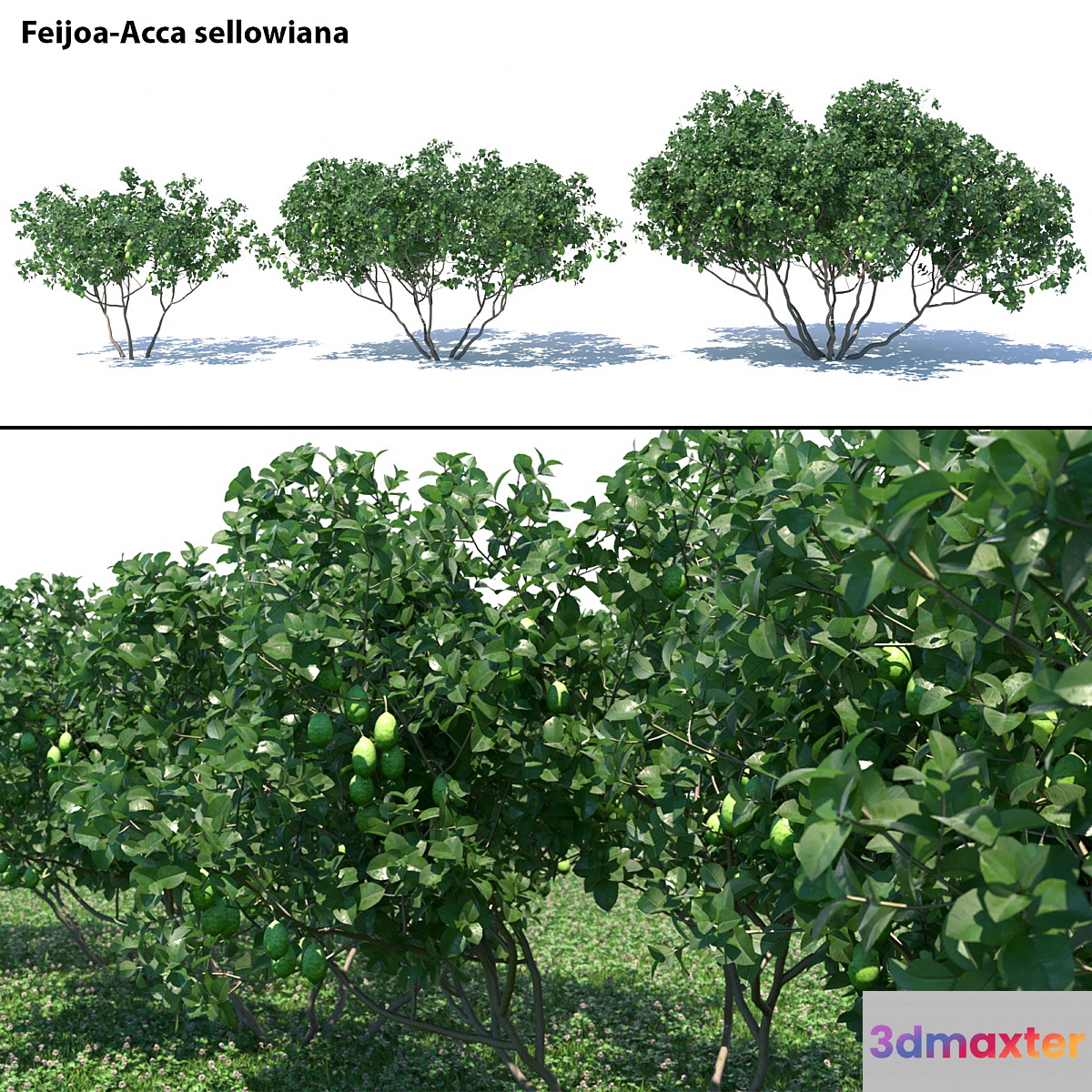 Feijoa - Acca sellowiana 3D Max