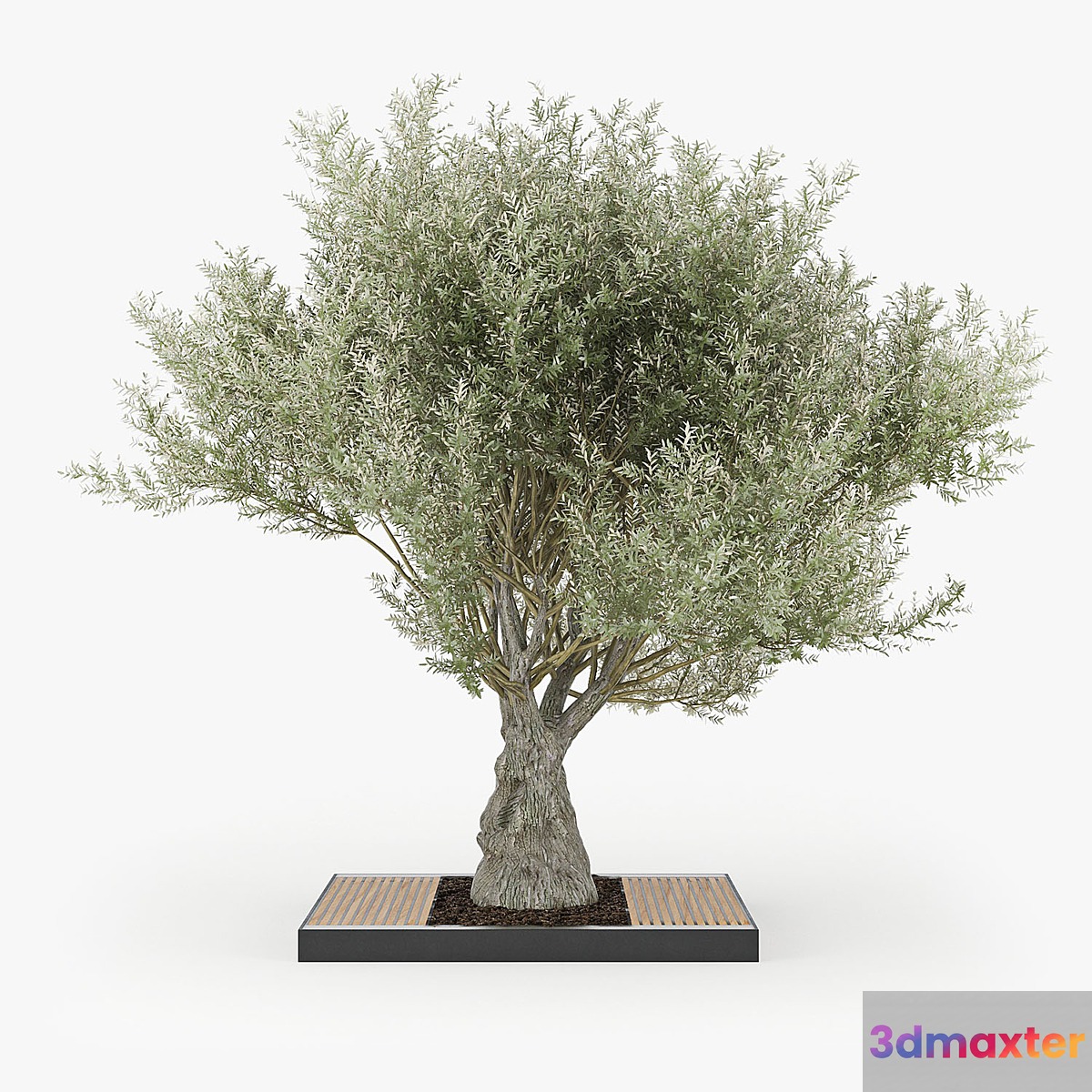 Olea europaea 03 - No.2