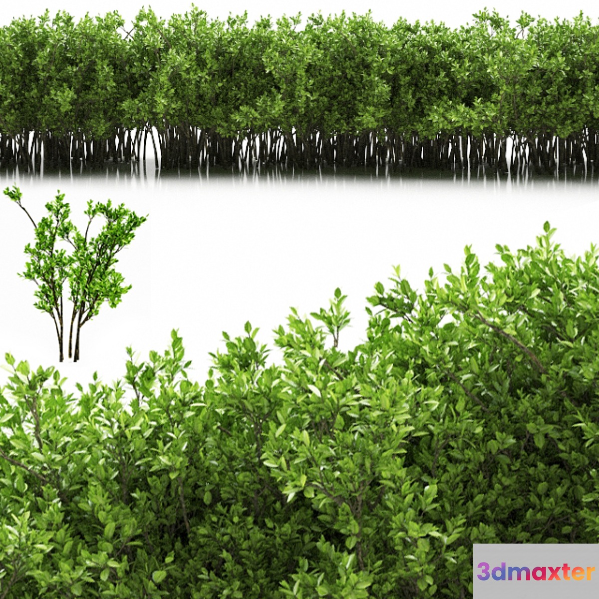 plant 32 3D Max