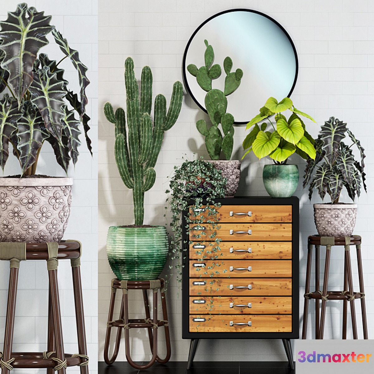 Plants collection 123