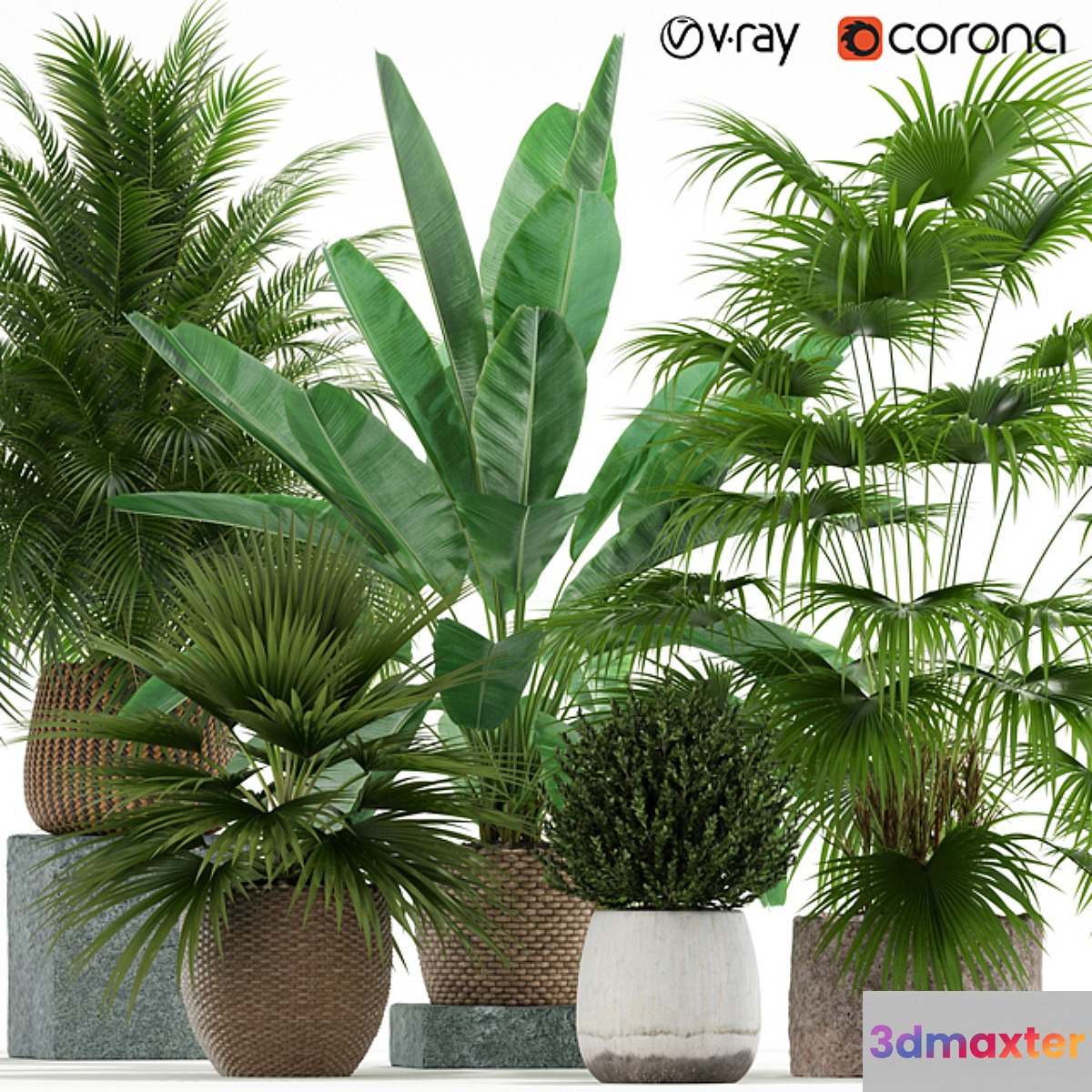 Plants collection 125 - No.2