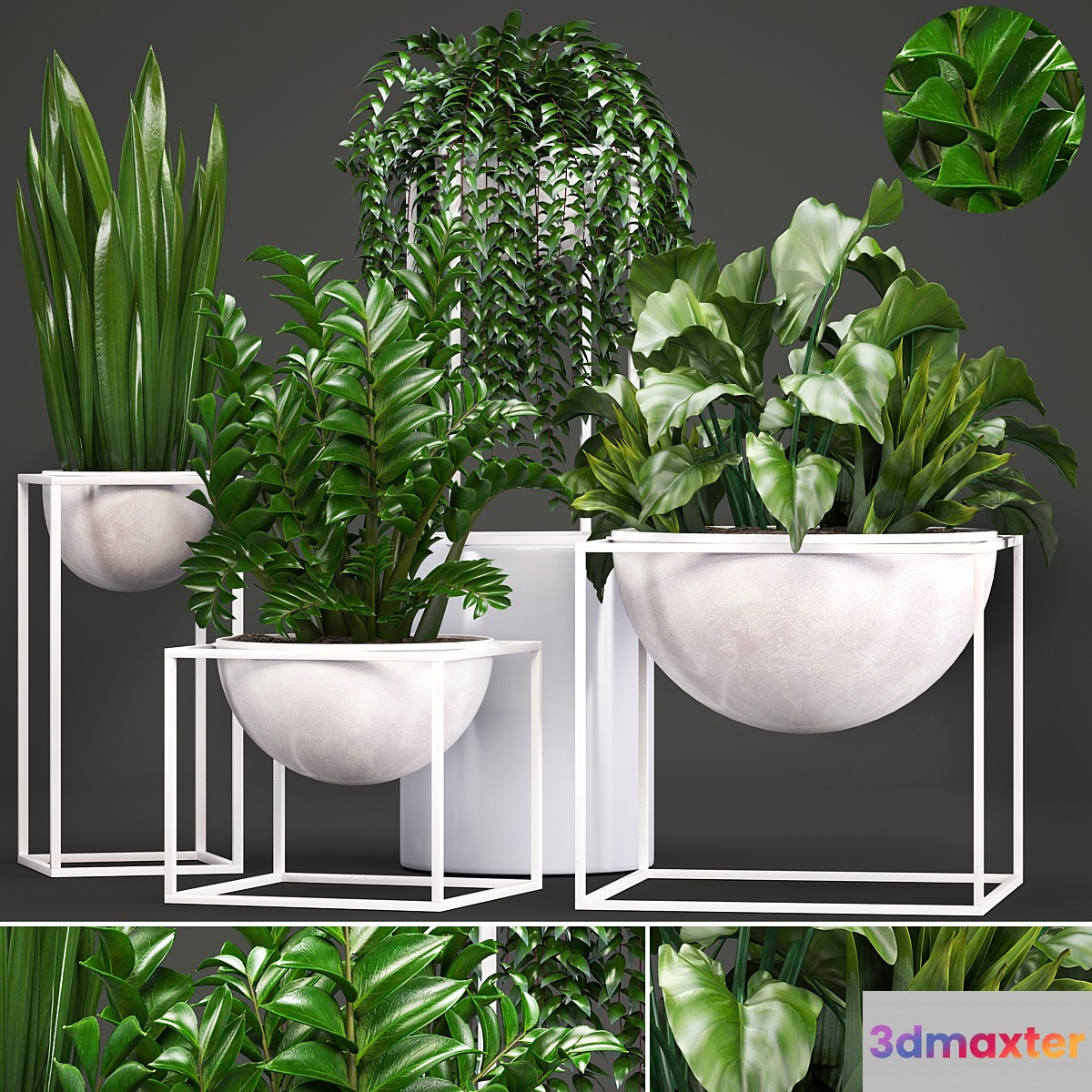 Collection of plants. White flowerpot pot alocasia bushes sansevieria Zamioculcas Caladium interior plants indoor 3D Max