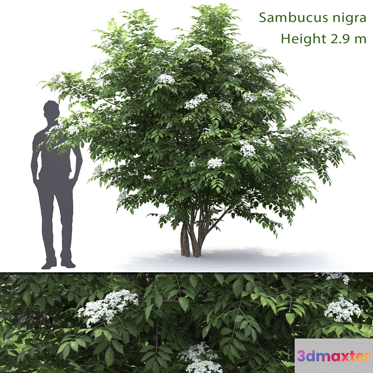 Sambucus nigra # 1 3D Max