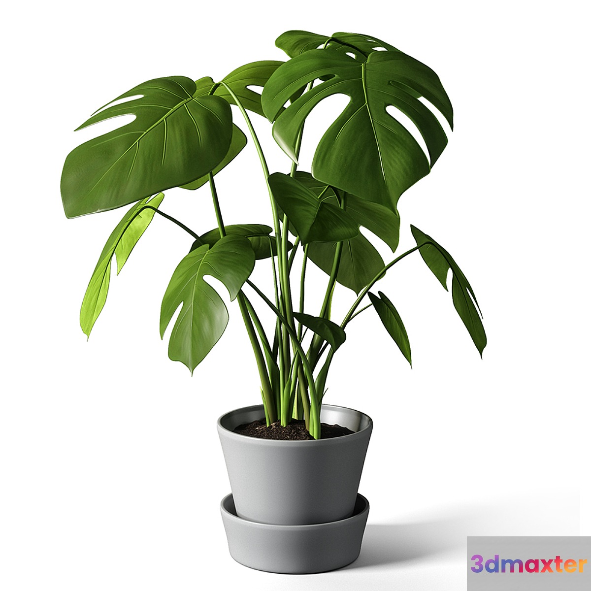monstera 3D Max