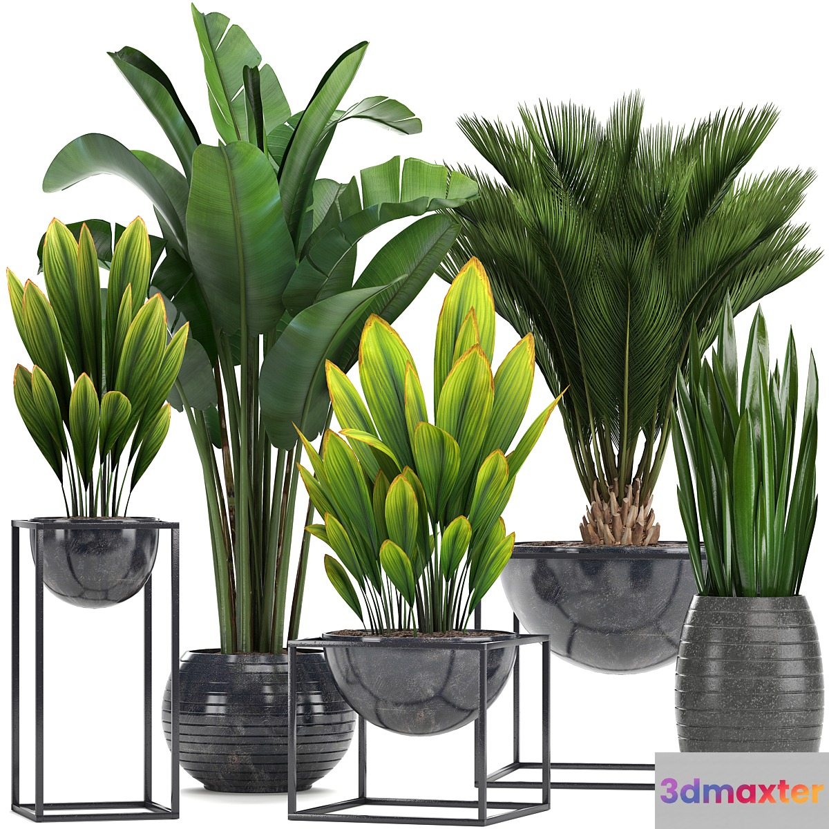 Collection of plants. Loft black pot flowerpot banana palm tree strelitzia cicada sansevieria bush canarian date date date palm strelitzia 3D Max
